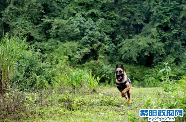 微光 警犬来啦！ 紫阳警营摄影作品 (4).jpg