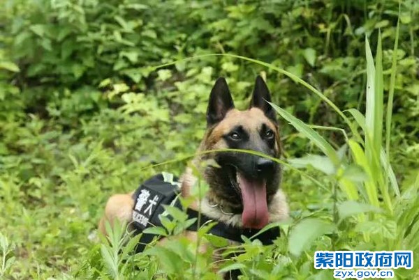 微光 警犬来啦！ 紫阳警营摄影作品 (3).jpg