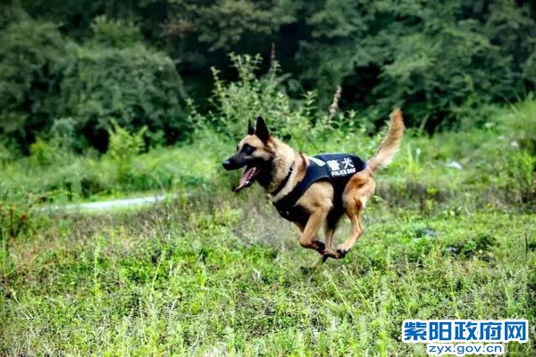 微光 警犬来啦！ 紫阳警营摄影作品 (2).jpg