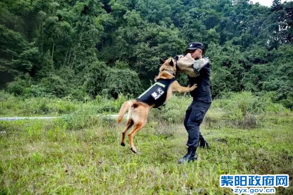 微光 警犬来啦！ 紫阳警营摄影作品 (6).jpg