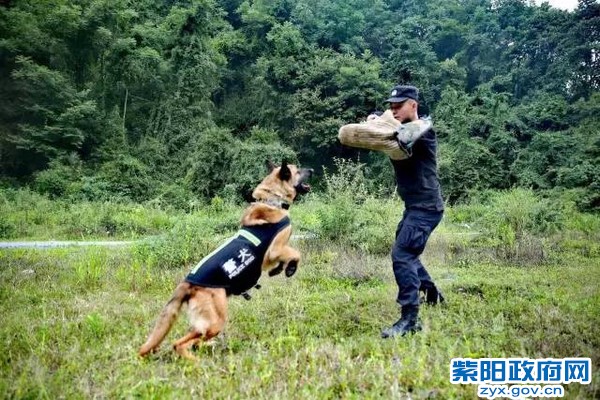 微光 警犬来啦！ 紫阳警营摄影作品 (5).jpg