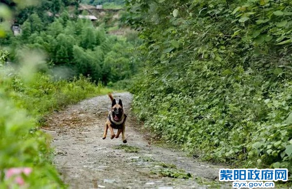 微光 警犬来啦！ 紫阳警营摄影作品 (7).jpg