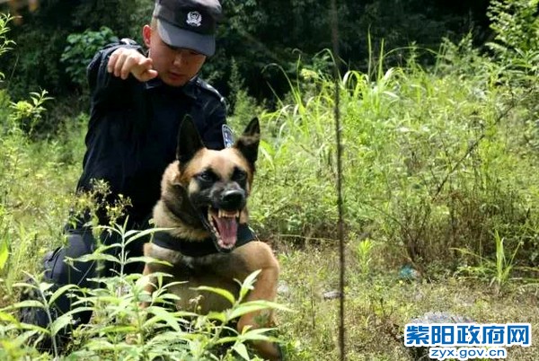 微光 警犬来啦！ 紫阳警营摄影作品 (9).jpg