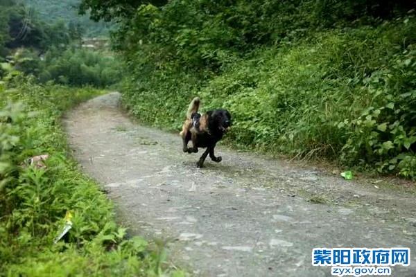 微光 警犬来啦！ 紫阳警营摄影作品 (11).jpg