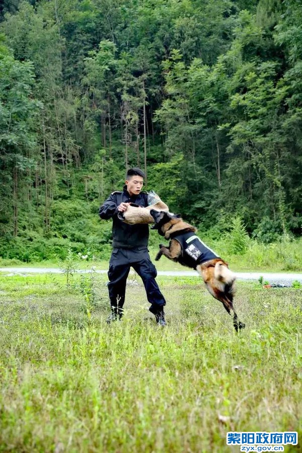 微光 警犬来啦！ 紫阳警营摄影作品 (12).jpg