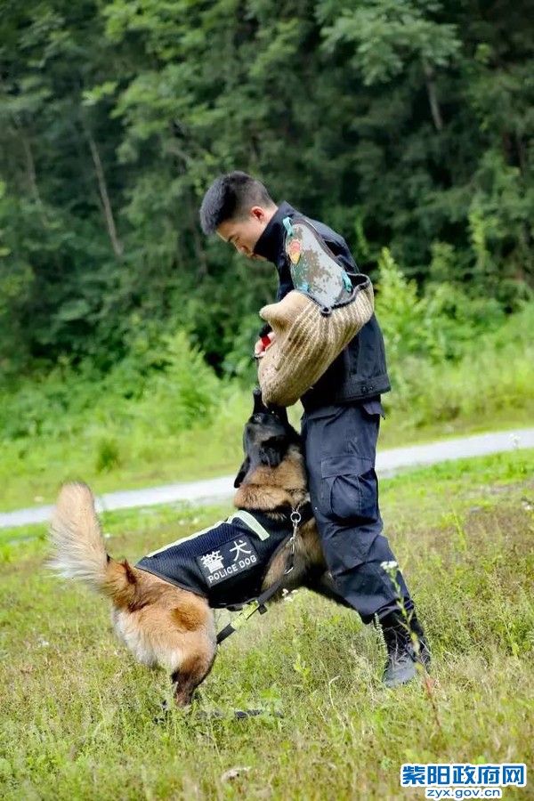 微光 警犬来啦！ 紫阳警营摄影作品 (13).jpg