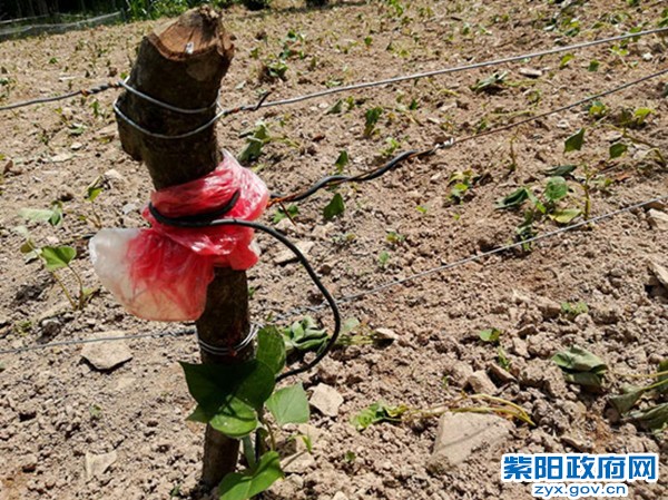 电网铁丝_副本_副本.jpg
