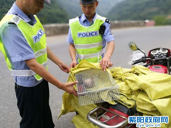 紫阳交警及时解救11只野生动物 (1).jpg