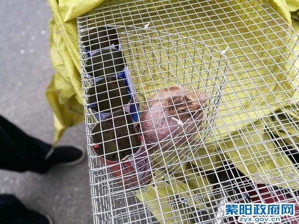 紫阳交警及时解救11只野生动物 (3).jpg