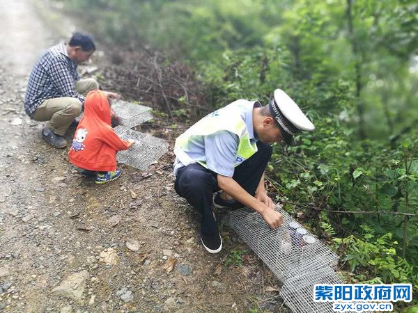 紫阳交警及时解救11只野生动物 (5).jpg