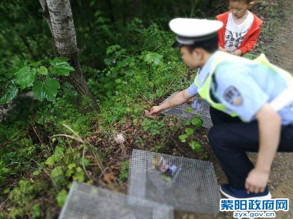 紫阳交警及时解救11只野生动物 (6).jpg