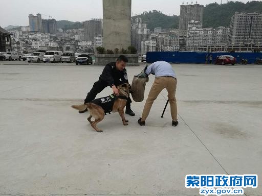 刑警大队：强化警犬训练 打造高素质警犬队伍 4.jpg