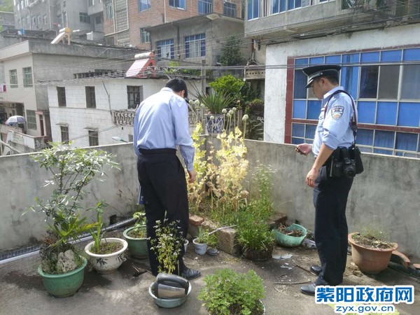 罂粟1.jpg