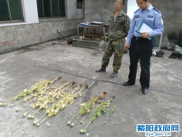 罂粟3.jpg