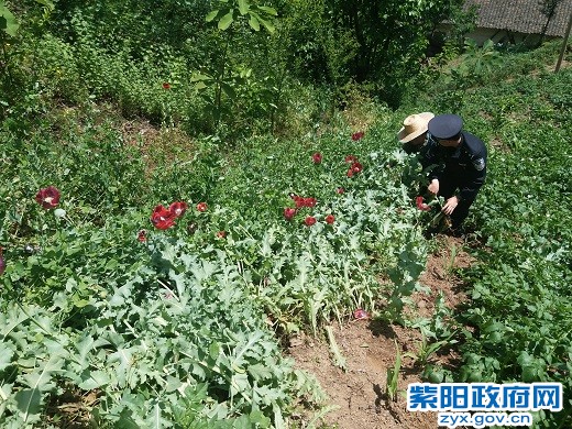 2、【铲除毒品原植物】.jpg