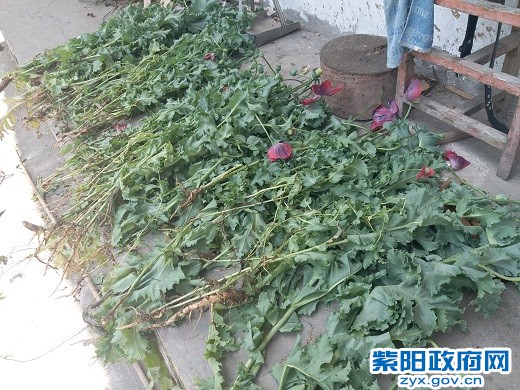 2、【铲除毒品原植物】2.jpg