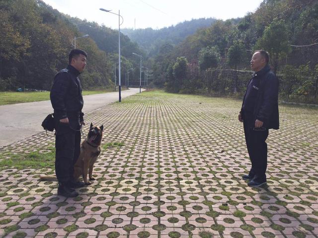 紫阳公安警犬技术工作通过省厅警犬技术认证考核